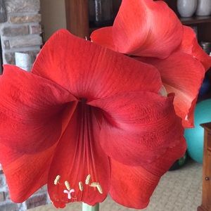 Meet your Posher, Bev